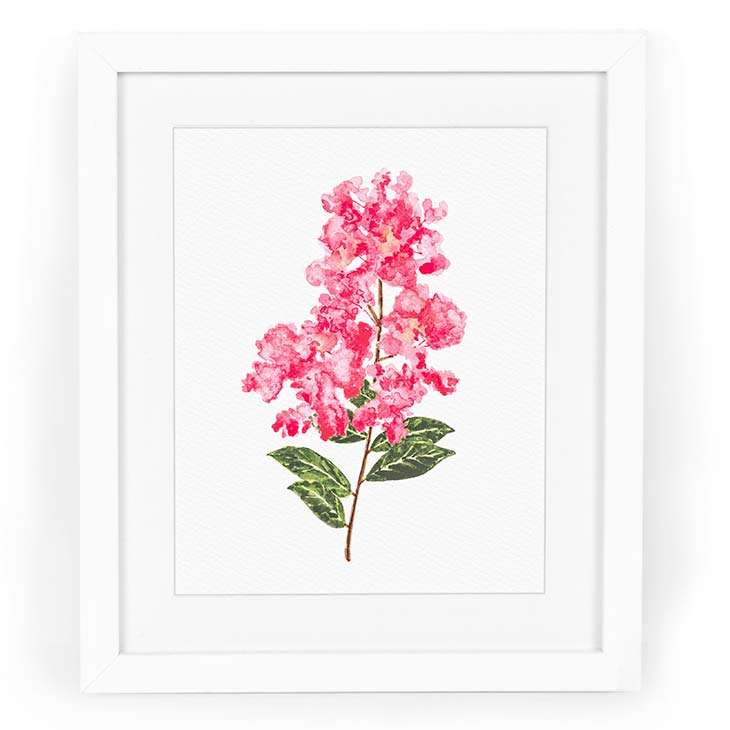 Image of a watercolor painting of a crepe myrtle branch in watercolor | Original artwork painted in watercolor by CharmCat | charmcat.net