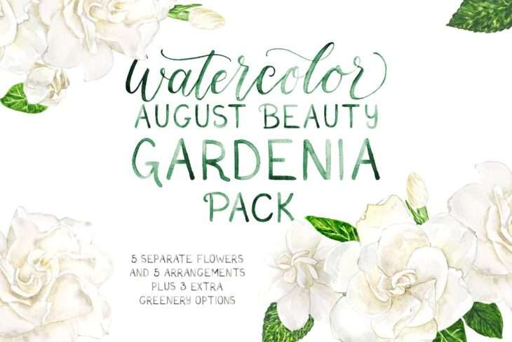 August Beauty Gardenia Watercolor Floral Graphics Bundle