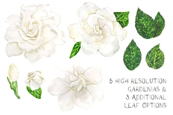 August Beauty Gardenia Watercolor Floral Graphics Bundle