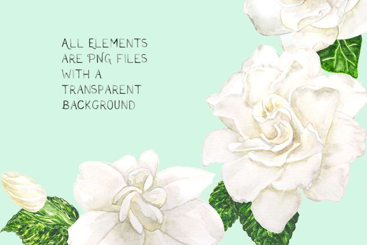 August Beauty Gardenia Watercolor Floral Graphics Bundle